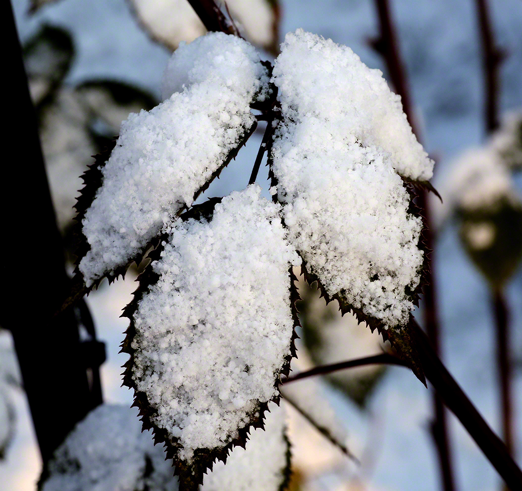 Brombeerblatt im Schneegewand