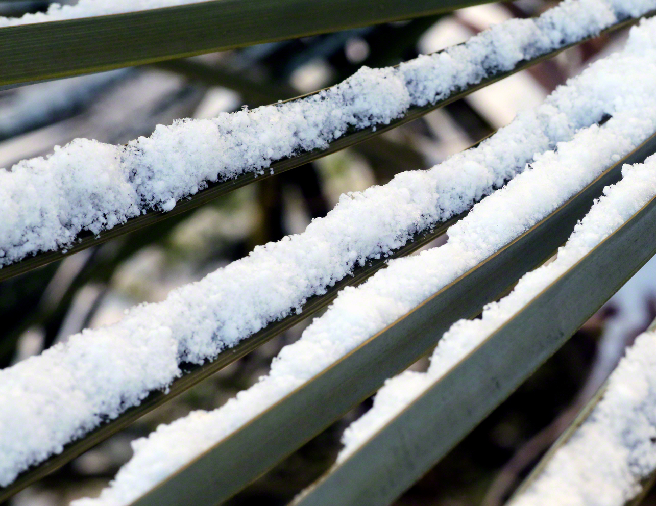 Palmenblätter mit Schneehaube