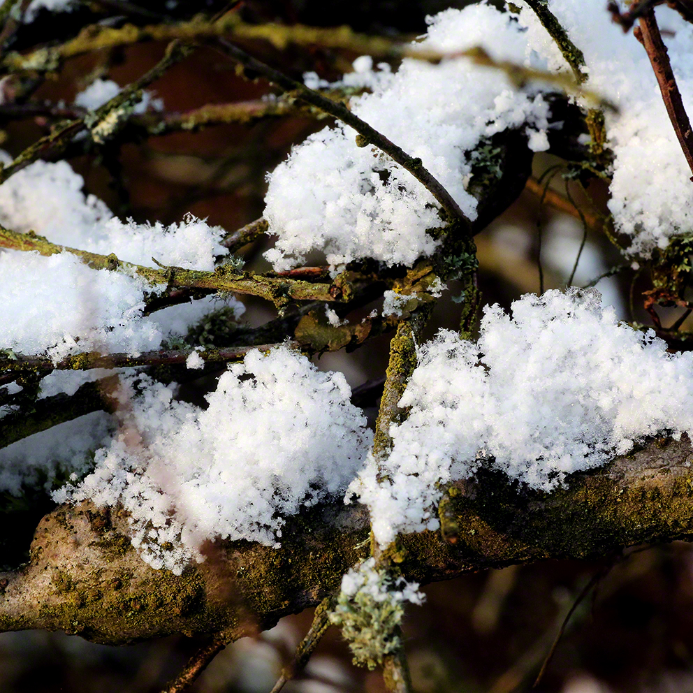 Schneehäubchen