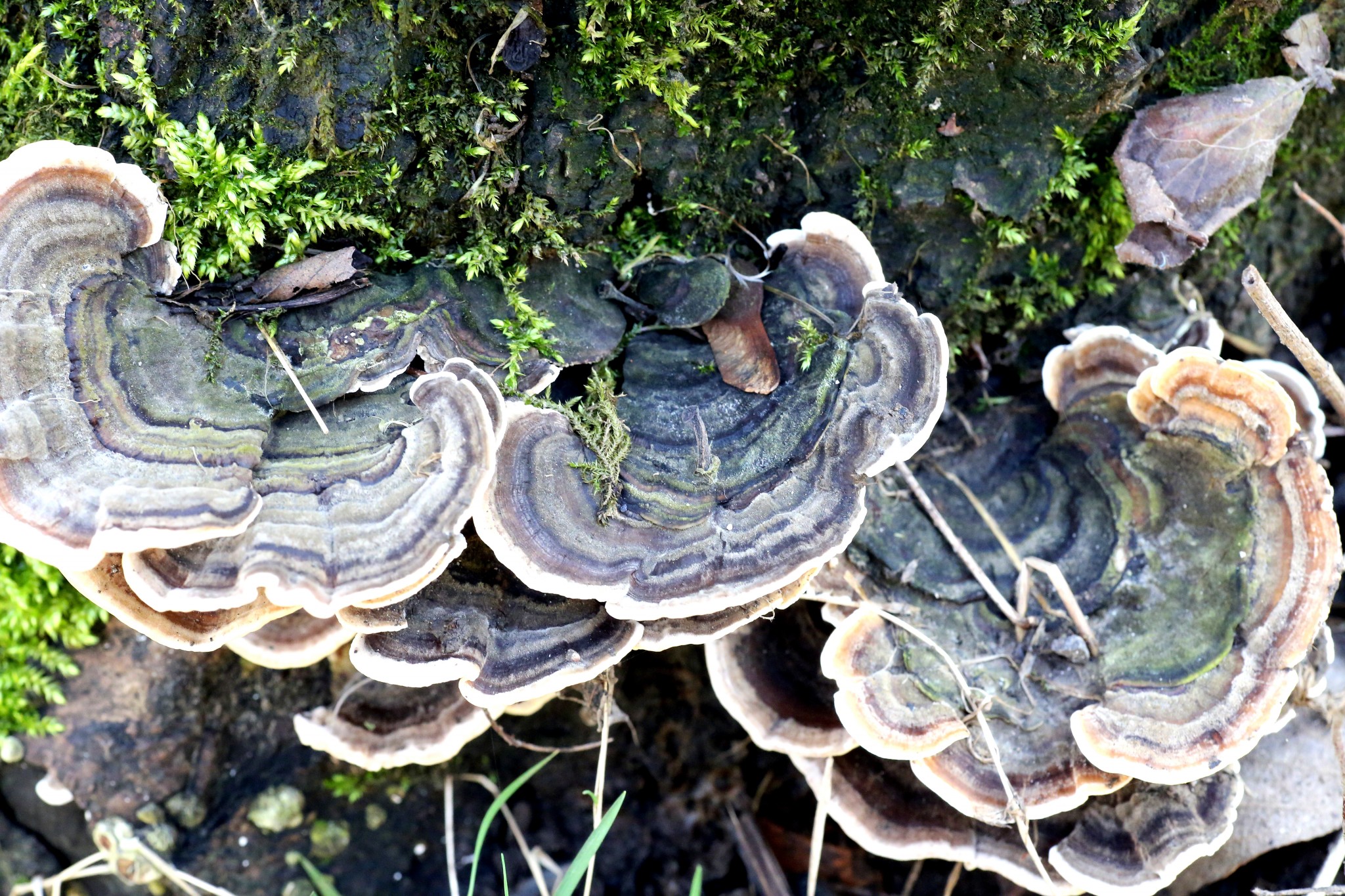 ... Pilz aus Stein ...?